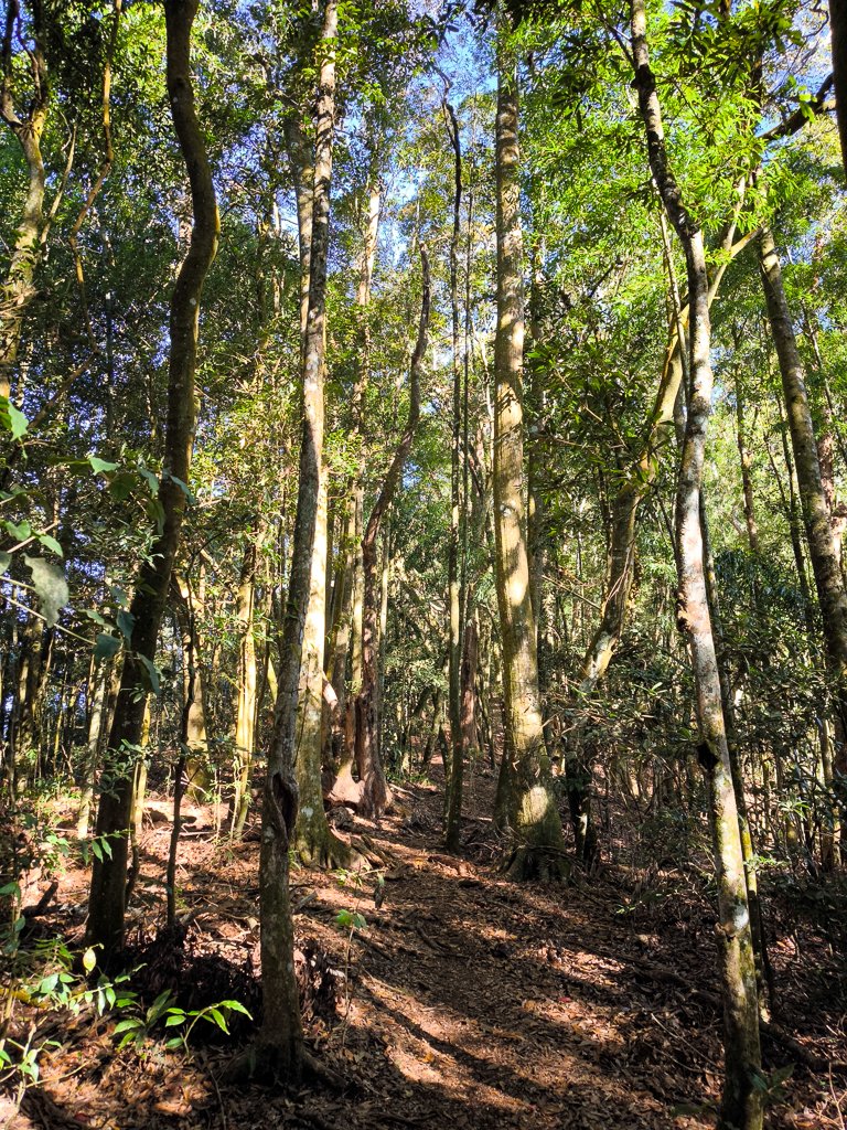 2025-12-21 武界山、獅凸魯山、橫屏山、橫屏山西峰_2969686