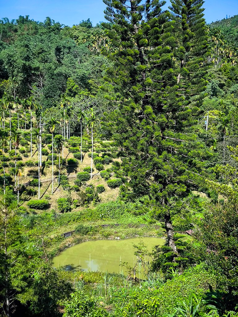 2024-08-22 澀水森林步道_2578353