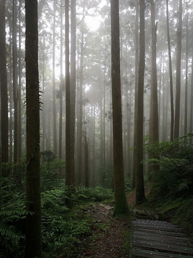 瓏美麗一週一步道（東眼山）封面圖