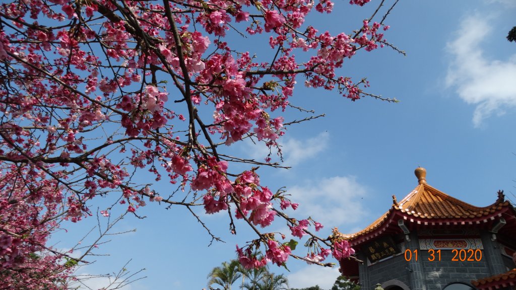 追花是簡單的快樂，賞花是恬淡的幸福3_819073