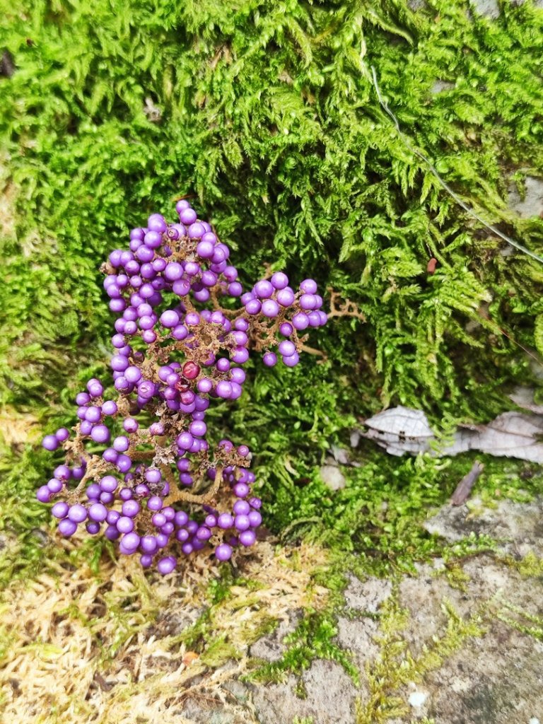 霞喀羅古道全線解鎖（石鹿到養老）_2961027