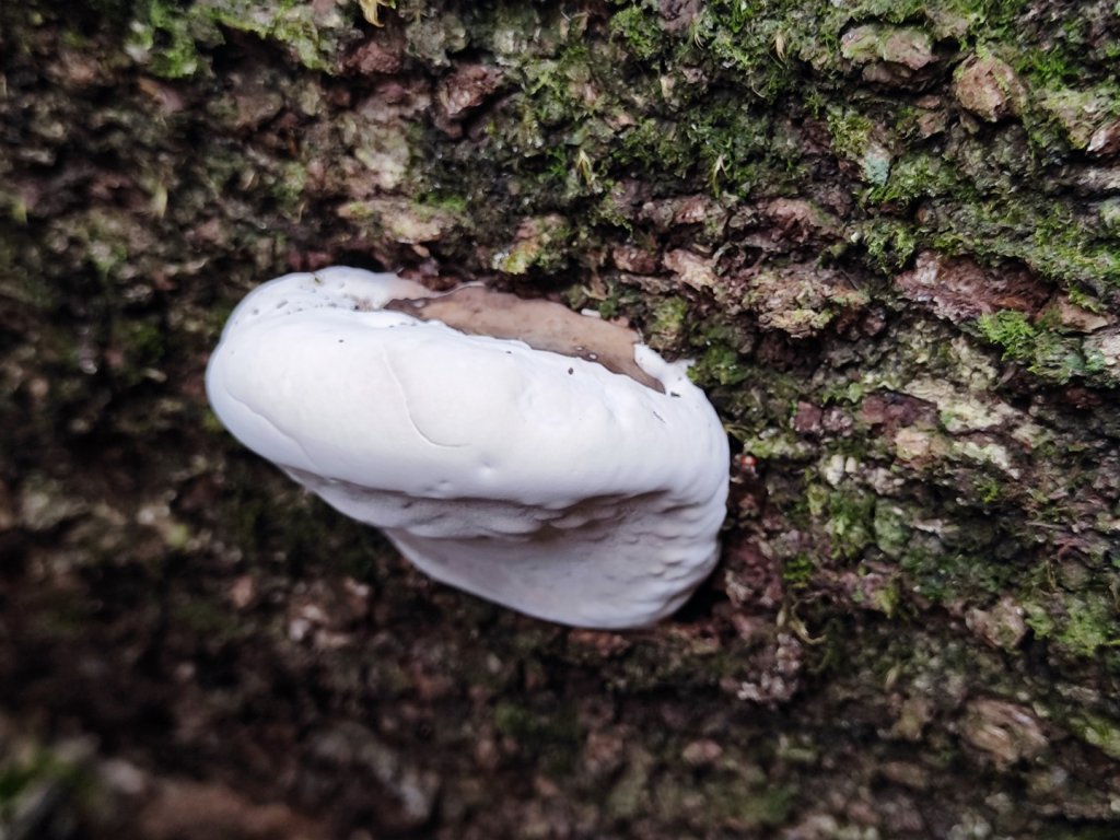 大雪山進屋我尾_2652493