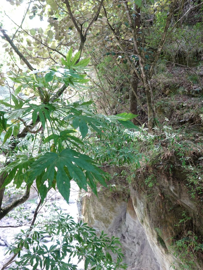 阿興阿賢｜辣辣的屏風山_1455334