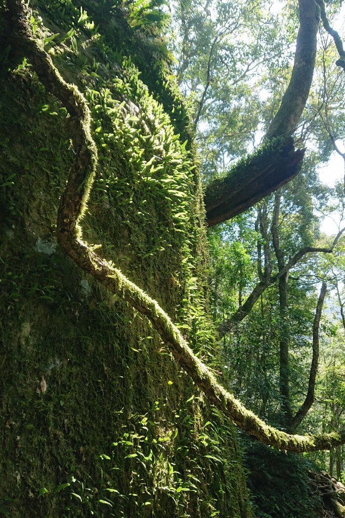 步道巡訪員│北得拉曼步道3月巡訪日誌_881679