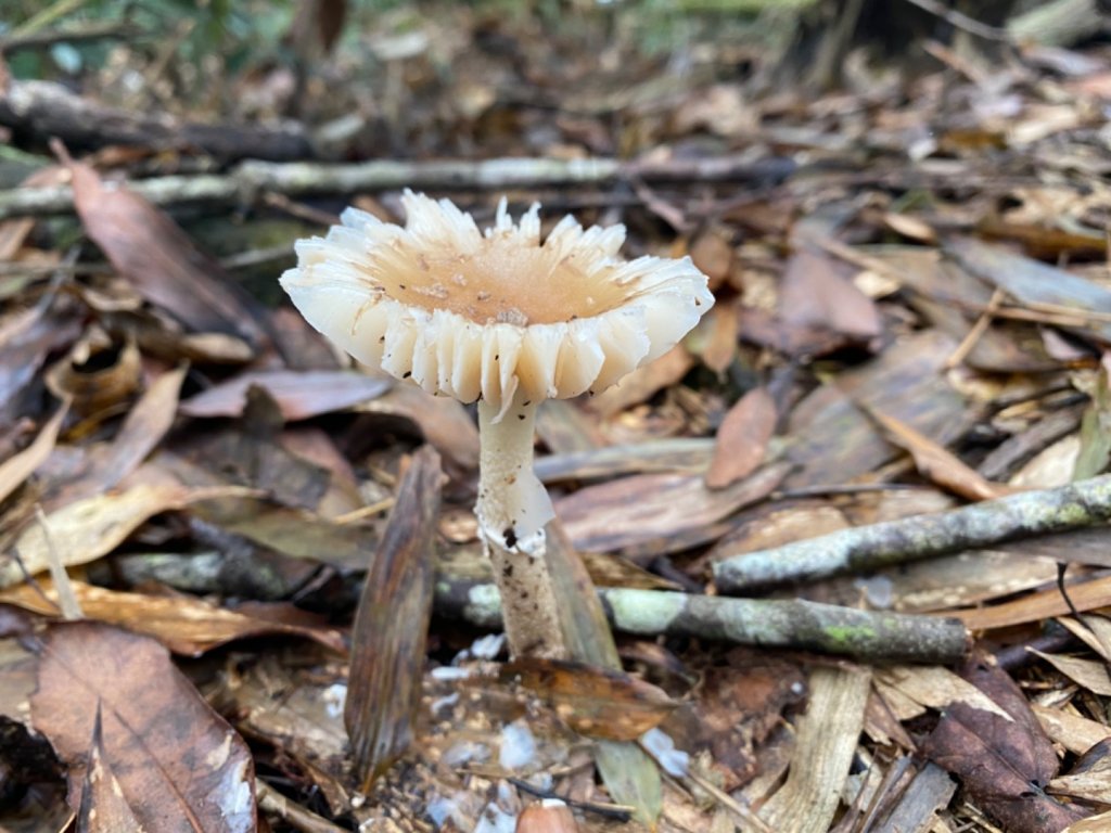 水社大山水晶蘭大爆發_881611