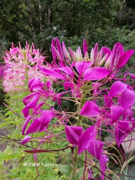 沐浴山林芬多精。 杉林溪穿林棧道_1274724