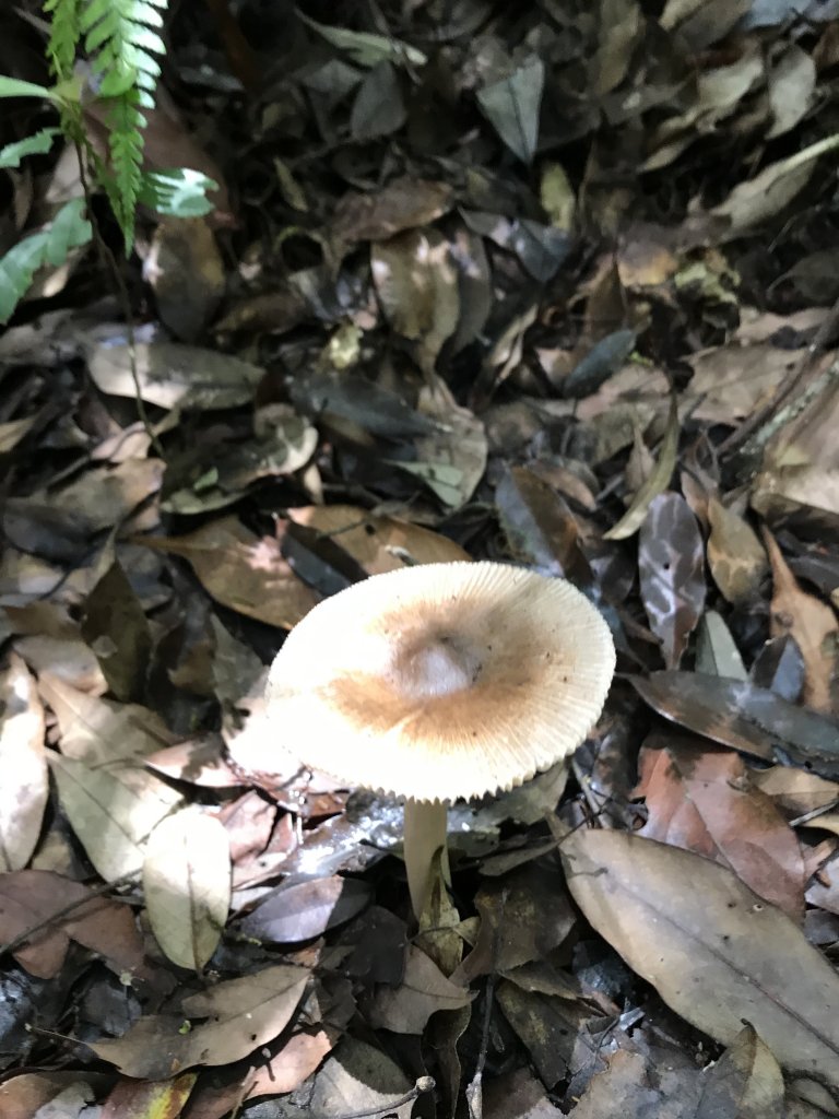 109年6月26日特富野古道_1027188