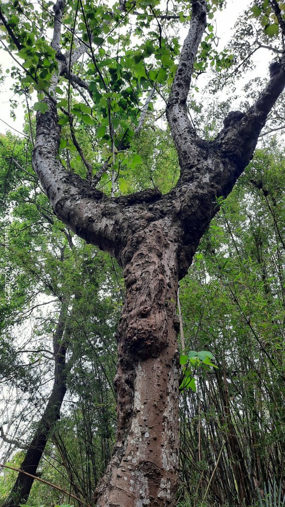 《苗栗》楓香林道｜頭份老崎古道（後花園步道）20250329_2748893
