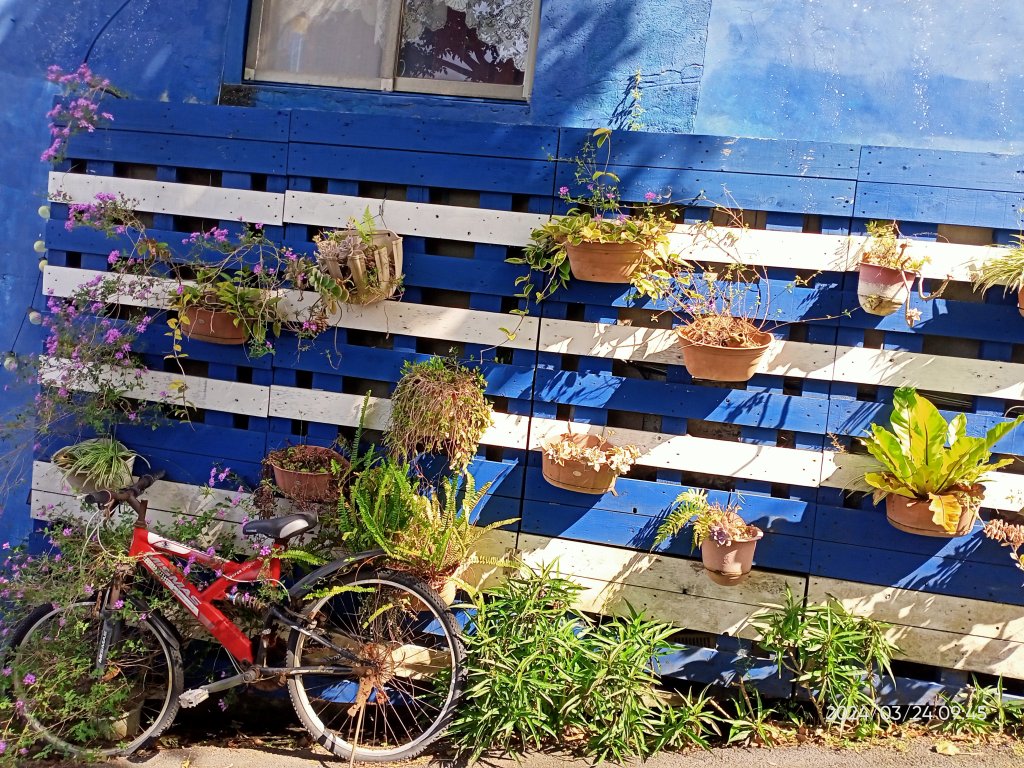 【發現陽明山】頂北投→陽峰古道→陽明山花鐘→陽明書屋→紫明溪步道→竹子湖海芋季_2463766