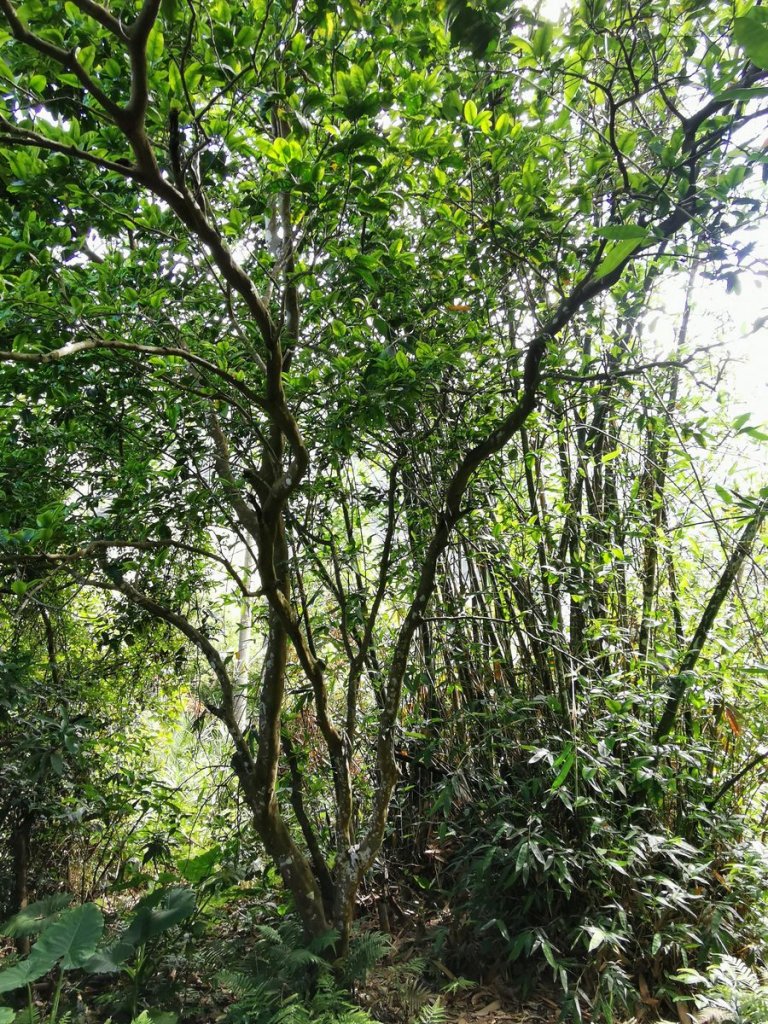 步道巡訪員 l 鳥嘴山步道 5月巡訪日誌_968462