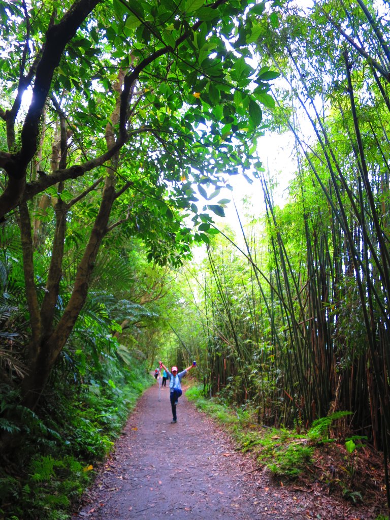 走聖母步道 一探神級抹茶山_561125