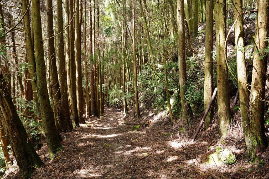 苗栗 泰安 東洗水山、北坑山、大板根_2613373