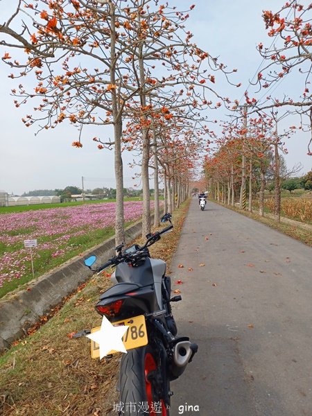 【台南白河】一期一會。2024白河林初埤木棉花季_2452202