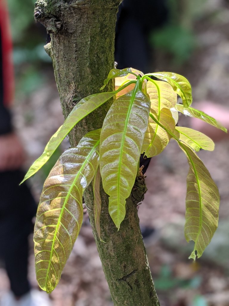 【高雄】北柴山 陸地上的海底世界_917172