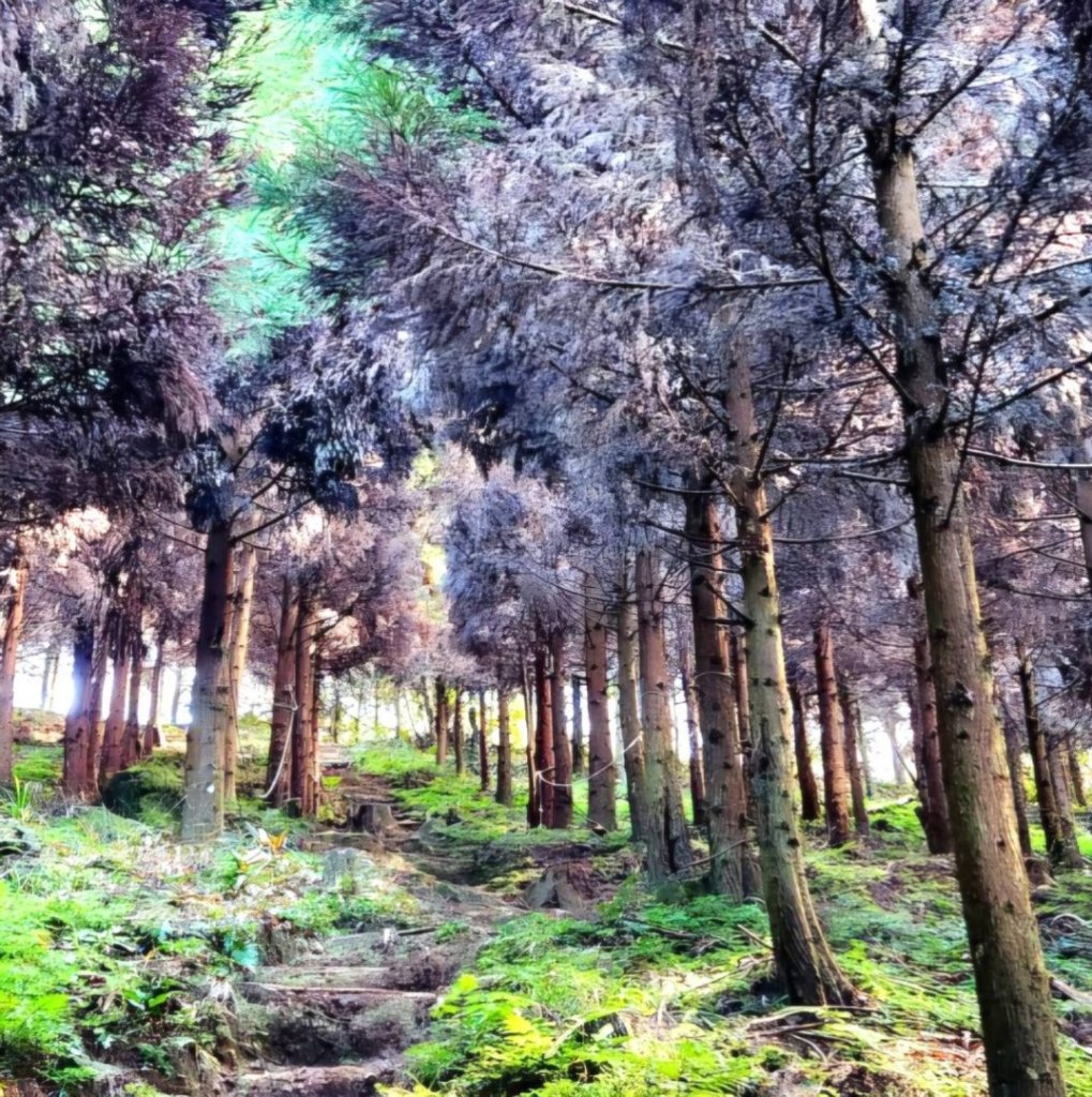 【中級山縱走 】向天湖山，三角湖山，光天高山_2742250