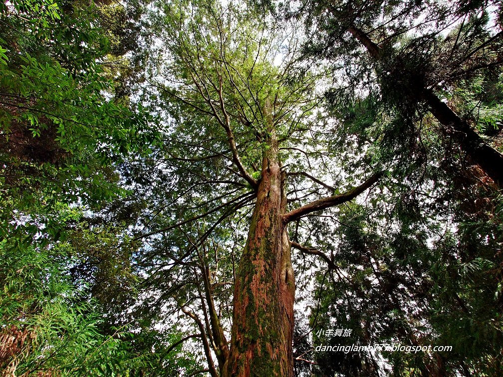 【新竹】觀霧森林遊樂區：檜山巨木群步道封面圖