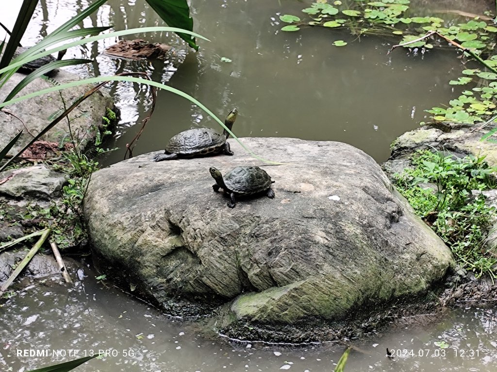 大安森林公園【走路趣尋寶】【臺北健走趣】_2541518