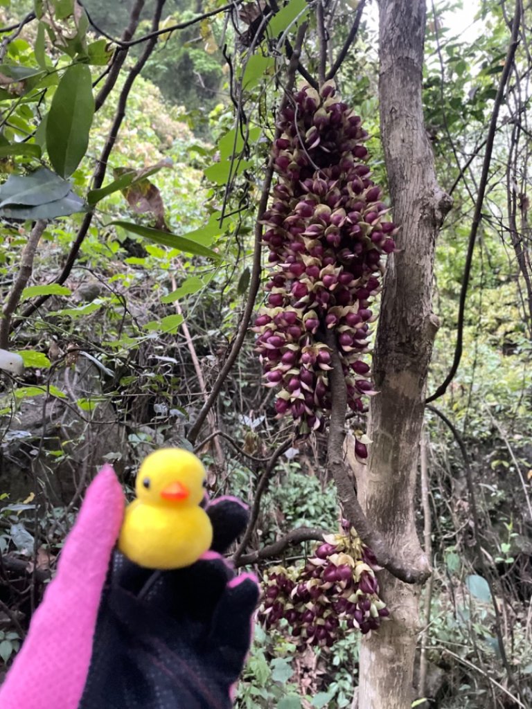 三峽橫溪三⛰️谷關 東卯山東南稜賞血藤_2764486