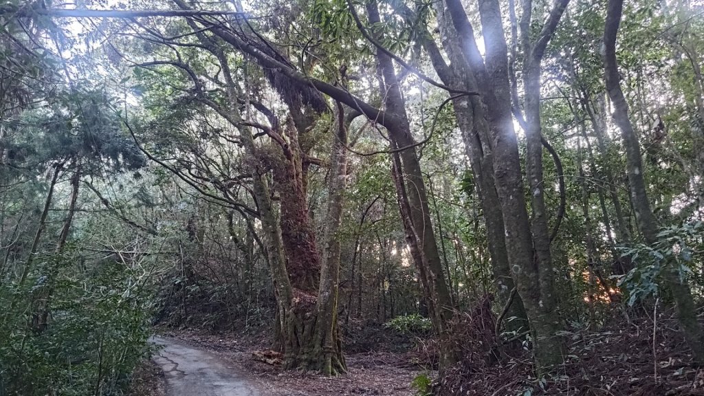 梅峰山地農場立鷹山_2749447