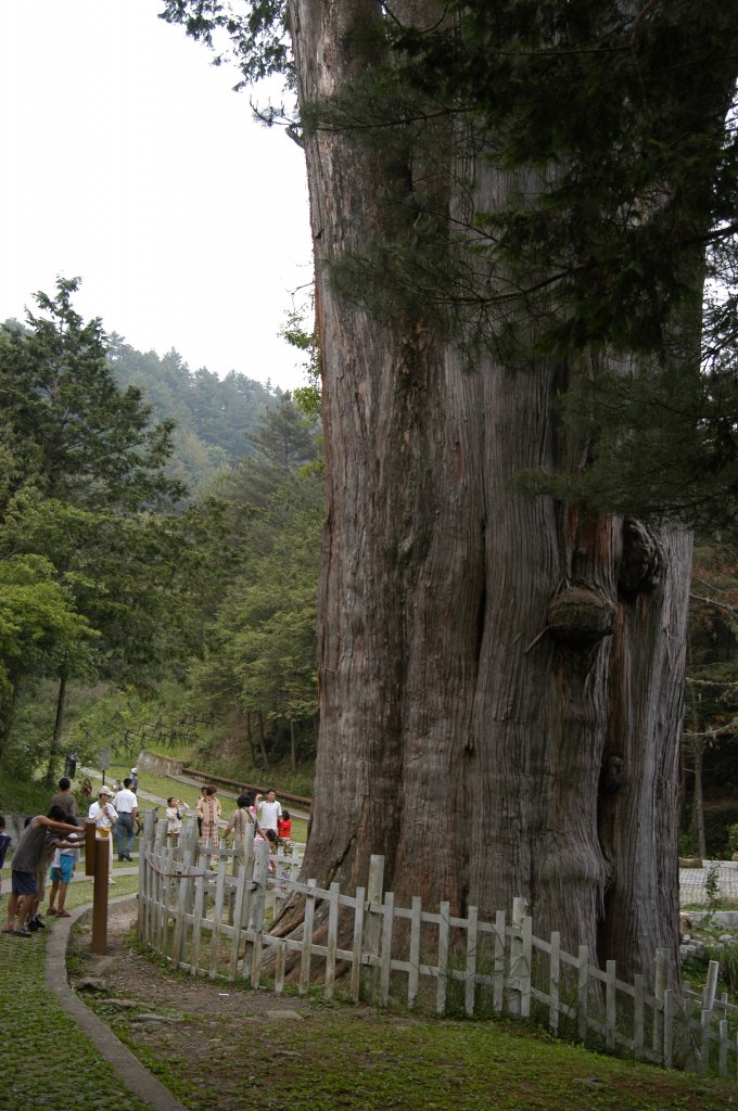 2004_0606_雪山神木與稍來山_2072914
