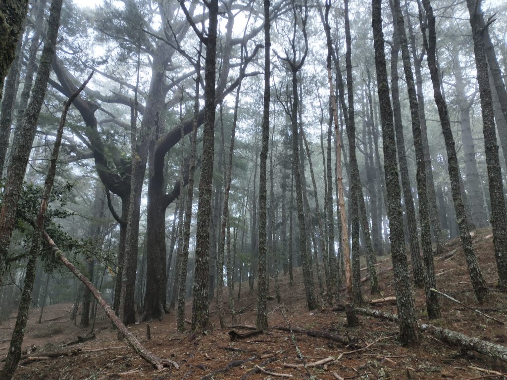 北一段(04/14)中央尖山 2025_0906~13_2885501