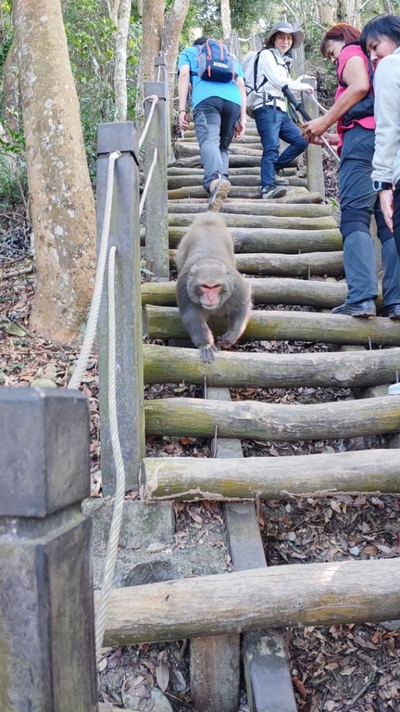 大坑五號步道、5-1號步道、頭嵙山_2668166