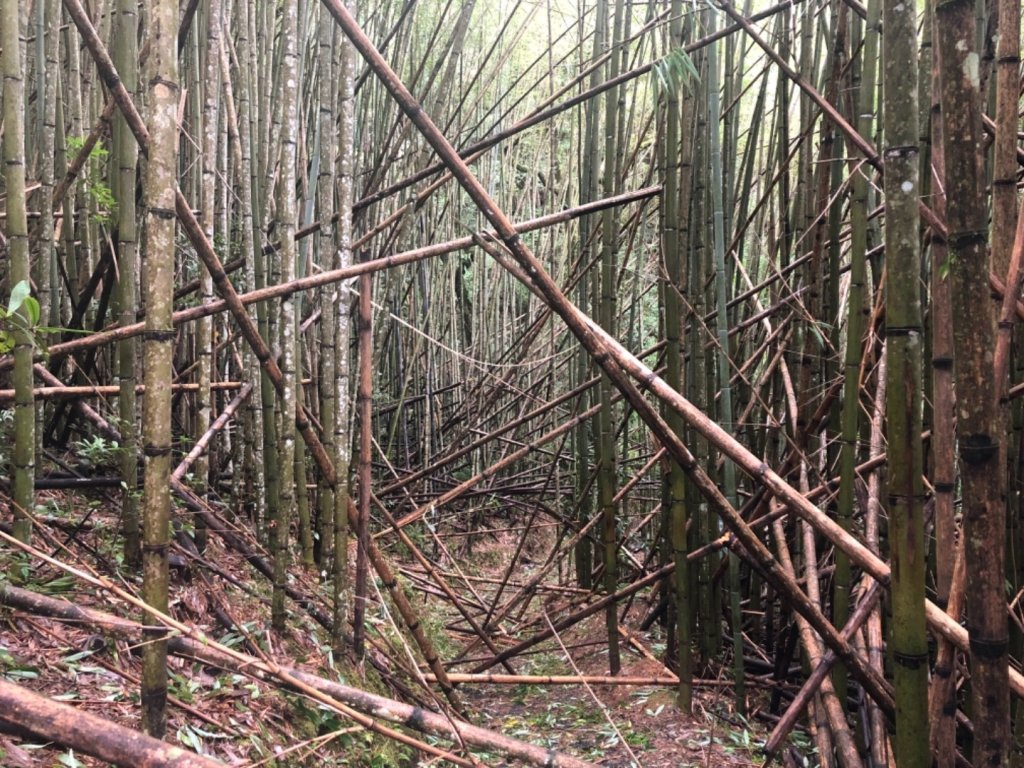 新竹 尖石 司馬庫斯_658151