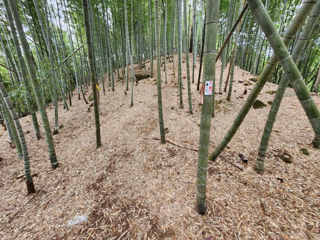 20251228溪頭山龍鳳山嶺頭山O型_2992372