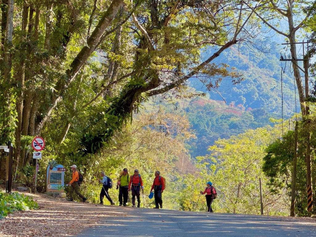 雪山坑登山步道尋巨人_2978265