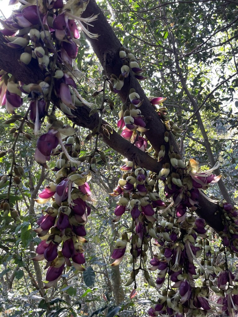 王公坑山血藤花_2745594