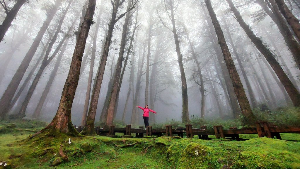 療癒森呼吸，阿里山三日行封面圖