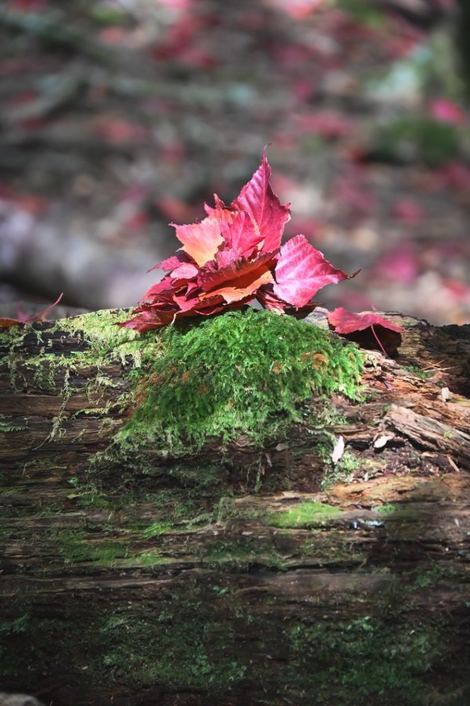 鳶嘴稍來步道賞楓季 ，大雪山門票優惠到12/31！_2969535