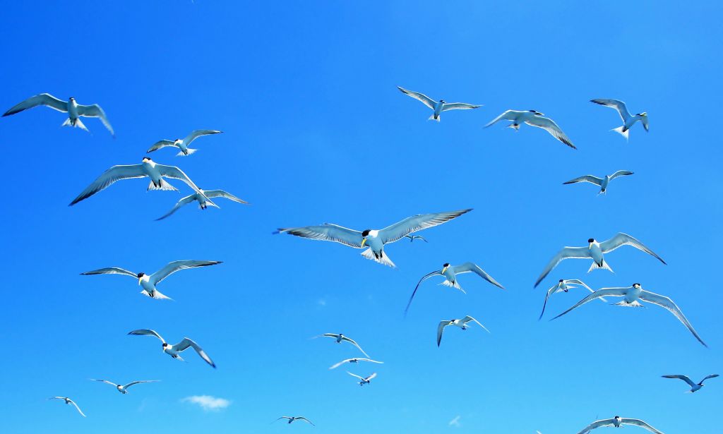 澎湖采風---玄武岩-藍洞-天人菊-燕鷗_139264