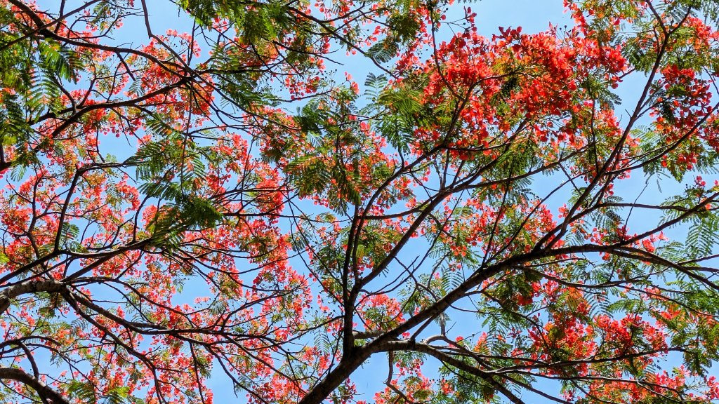 白石湖百合花_2506920