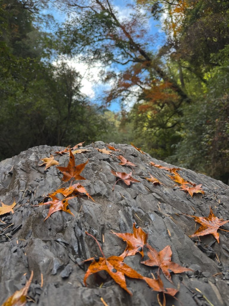 尖石鄉賞楓季-李崠山古堡、秀巒楓景、鎮西堡巨木群封面圖