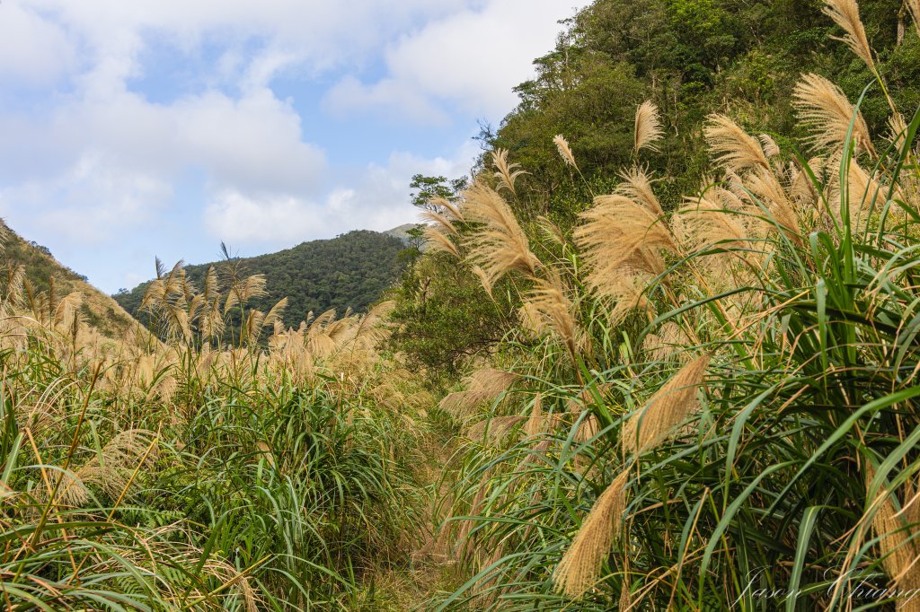 桶後越嶺_2950143