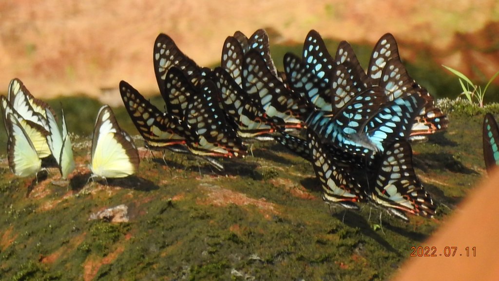 雲山水花鳥蝶 - 天龍國阿伯的日常 7/8&11_1760647