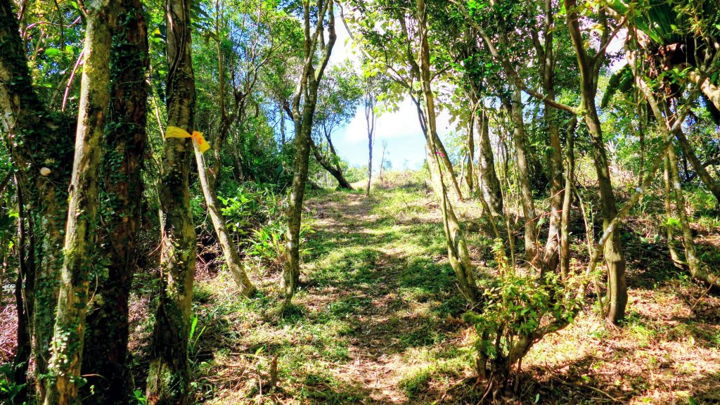 中坑古道東山西山封面圖