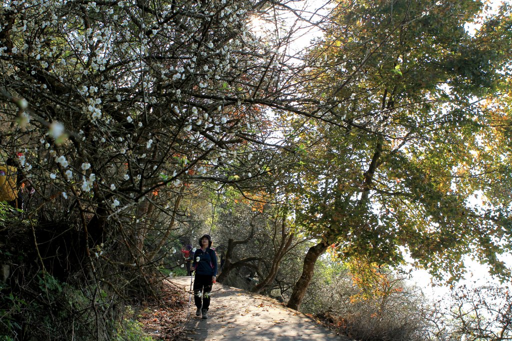 【臺南~楠西】梅嶺賞梅二~梅峰古道_1247033