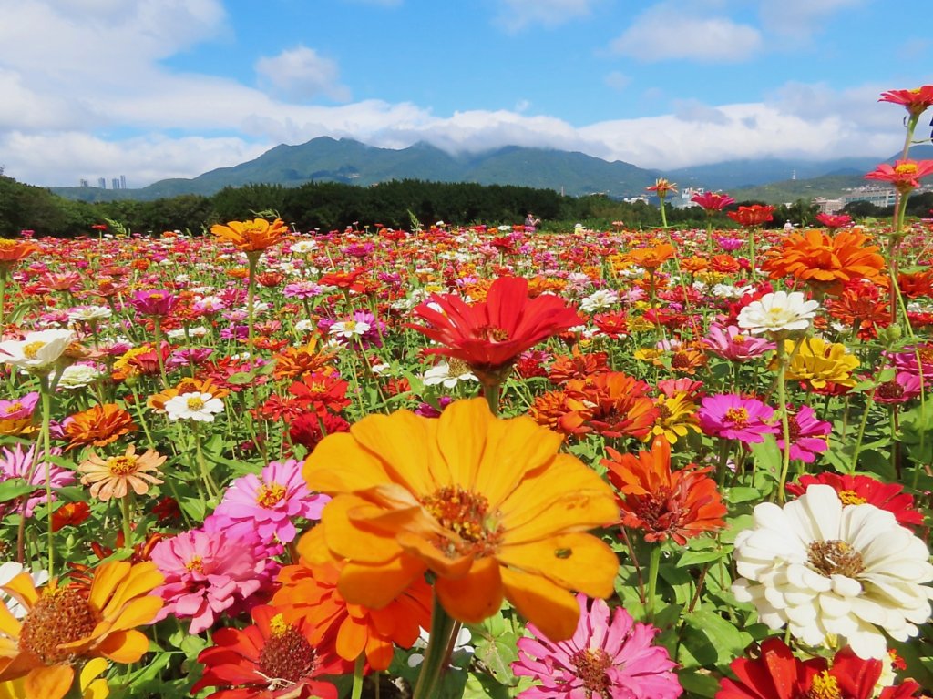 ［一日2大花海］（關渡花海+延平花海）（2023/11/15）_2352907