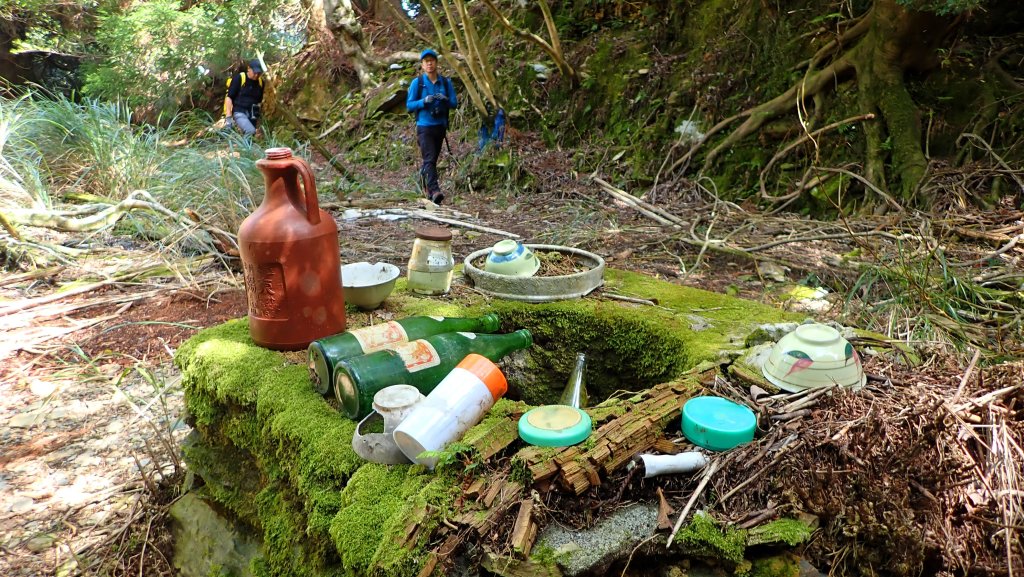 尋幽訪古遊走千年巨木和幻霧美森的樂山林道_2882334