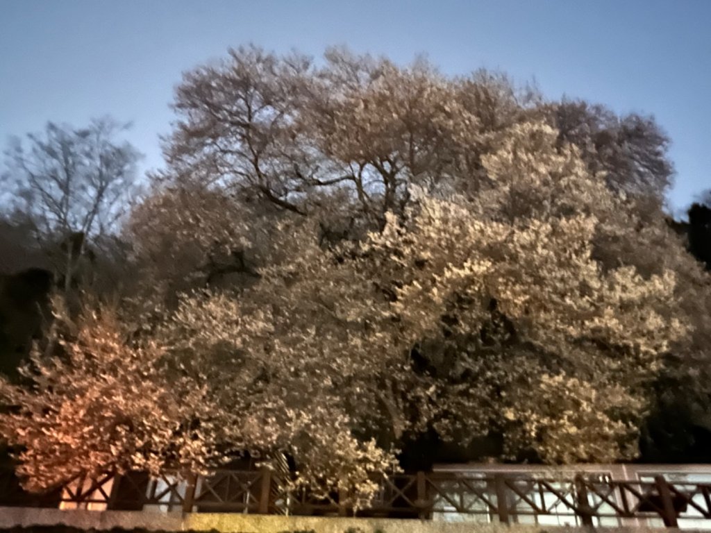 2022/03/07觀霧之美櫻王櫻后櫻妃亮麗登場_1635511