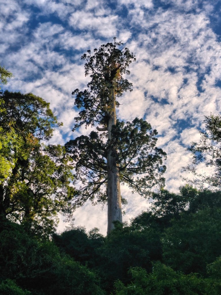 沙里仙林道、沙里仙溪、同富山/埔沙山、東埔山、阿毛巨木_2812719