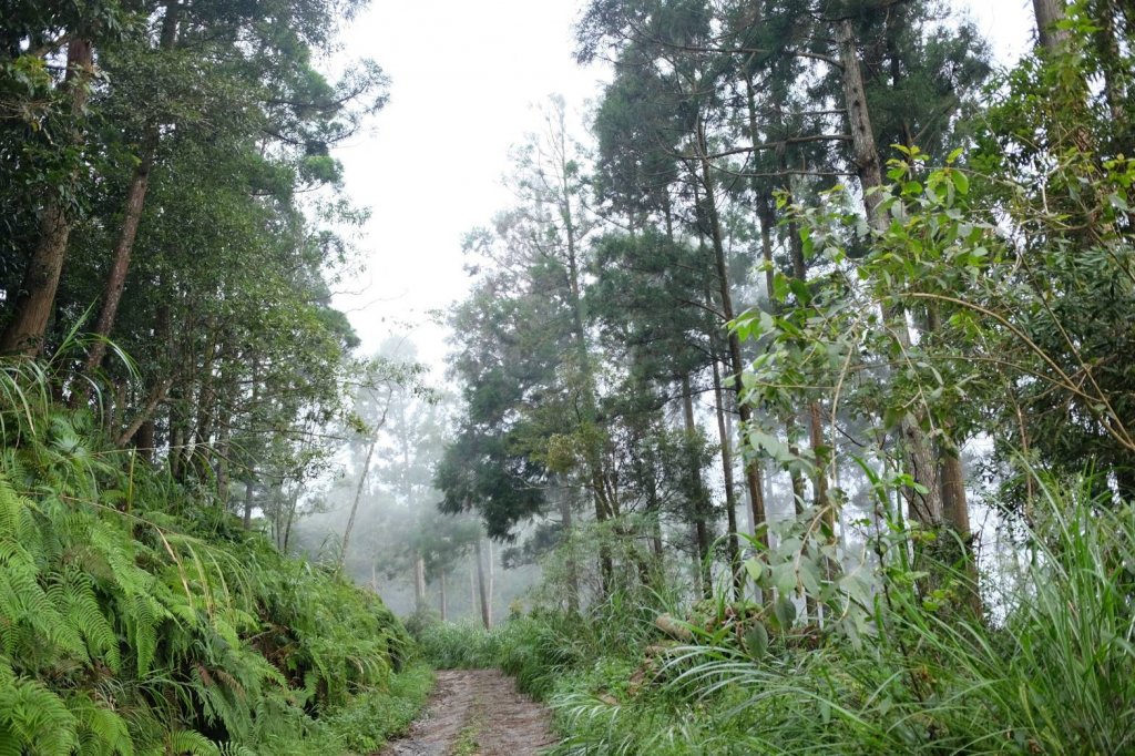 雨中煎牛排登西巒大山_669738