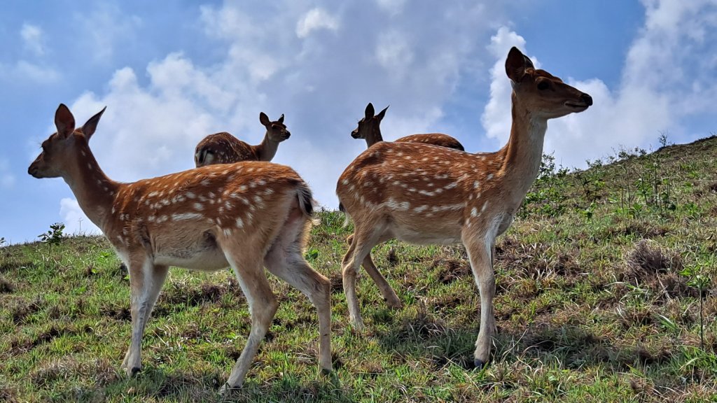 馬祖大坵梅花鹿島環島健走_1142330