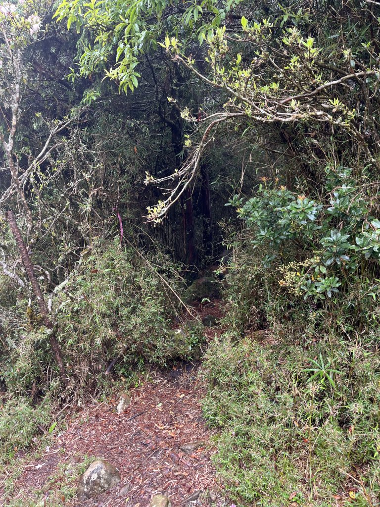 鹿林山-鹿林前山-真鹿林山-石水山-石水山基點峰 2025.5.25_2798423