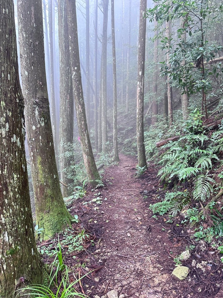 絕美柳杉林民都有山涼爽舒適_2604496