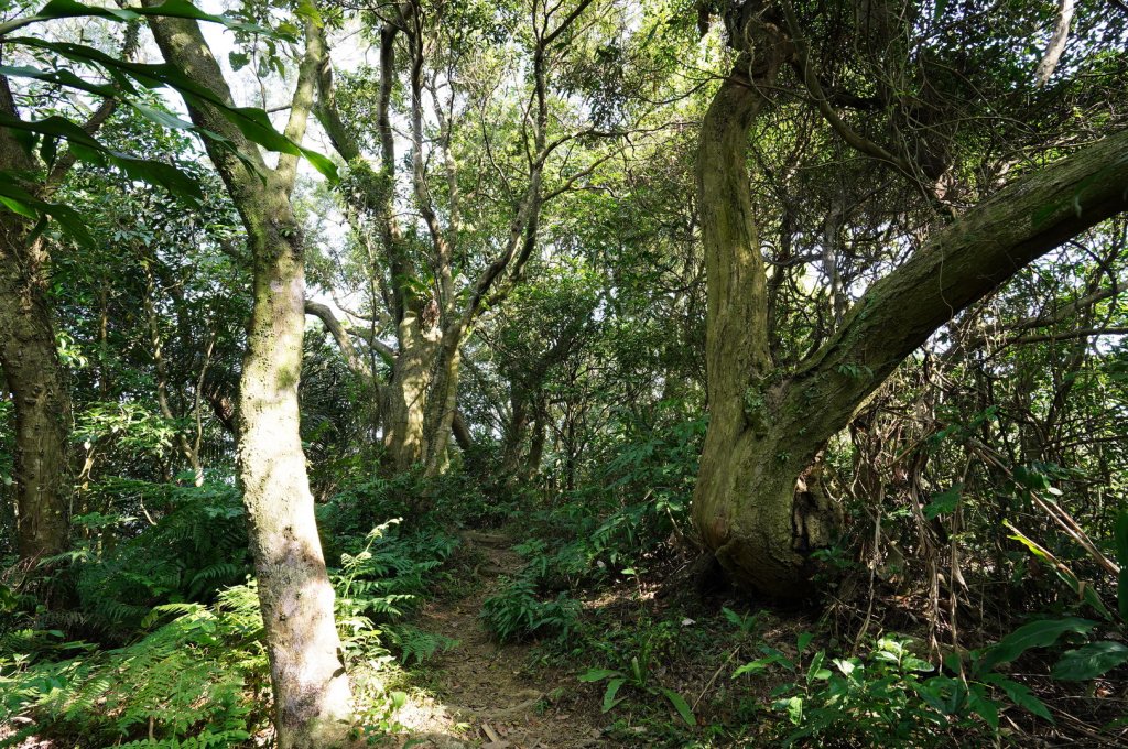 新北 中和 南勢角山、五尖山、牛埔頭山、外南勢角山_2437862