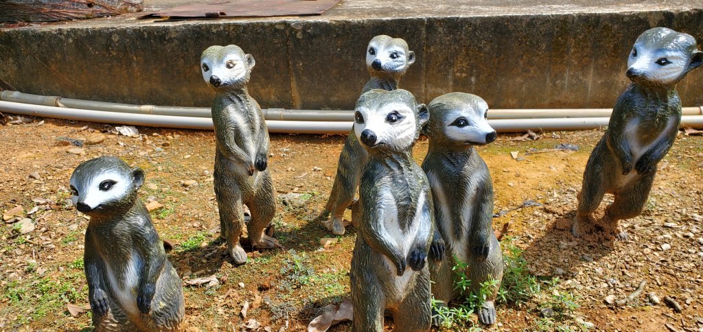 2021-10-16松柏坑山、田園茶香賞茶步道_1492123