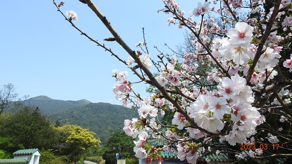 追花是簡單的快樂，賞花是恬淡的幸福。3/17_2073421